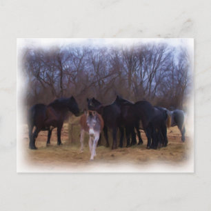 farm animals postcard