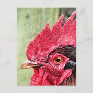 FARM ANIMALS, ROOSTER POSTCARD