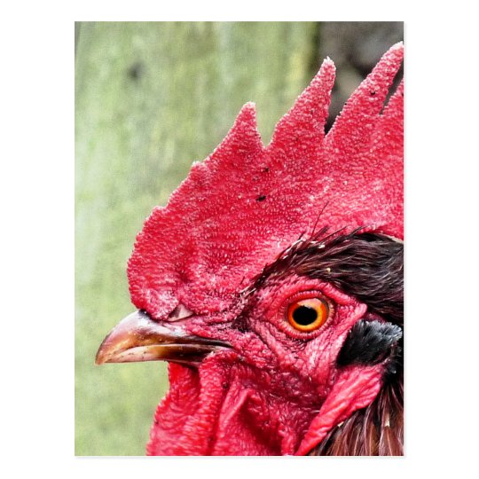 FARM ANIMALS, ROOSTER POSTCARD
