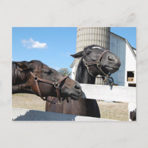 Farm Barn Horses Postcard