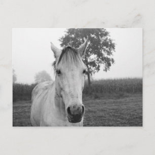 Farm Black and White Animal Photography Horse Postcard