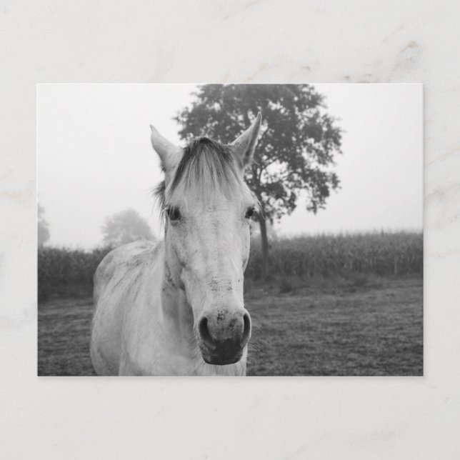 Farm Black and White Animal Photography Horse Postcard (Front)