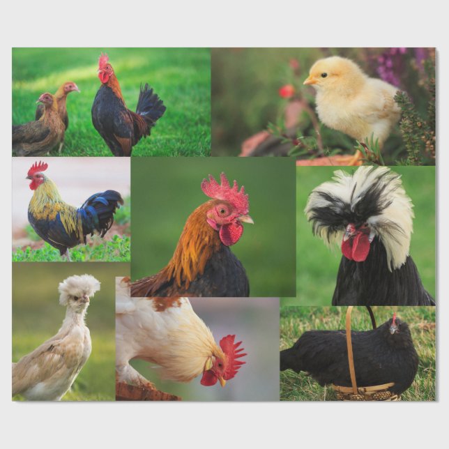 Farm Chickens Photo Collage Wrapping Paper (Flat)