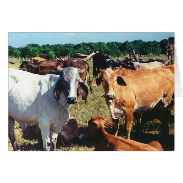 Farm Cows Greeting Card (Front Horizontal)