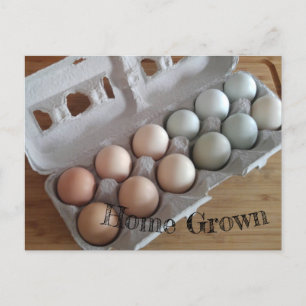 Farm Fresh Eggs Home Grown Coloured Green Pink Postcard