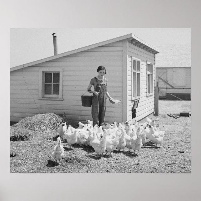 Farm Girl Feeding Chickens, 1936. Vintage Photo Poster (Front)