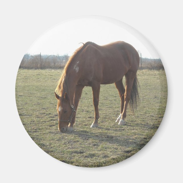 Farm Horse Grazing Magnet (Front)