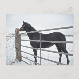 Farm Horse Postcard