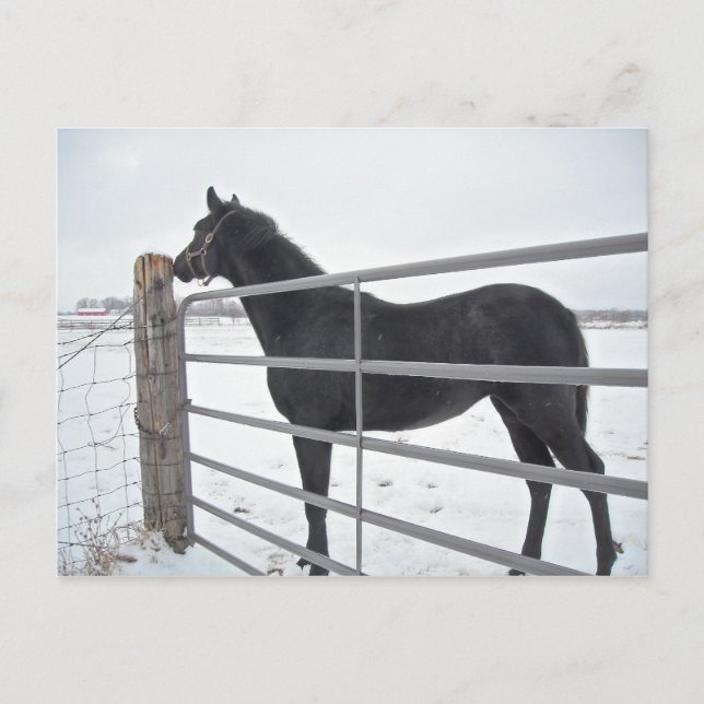 Farm Horse Postcard (Front)