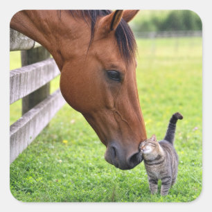 Farm Horse with Tabby Cat Square Sticker