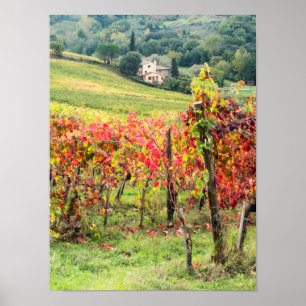 Farm house and vineyard poster