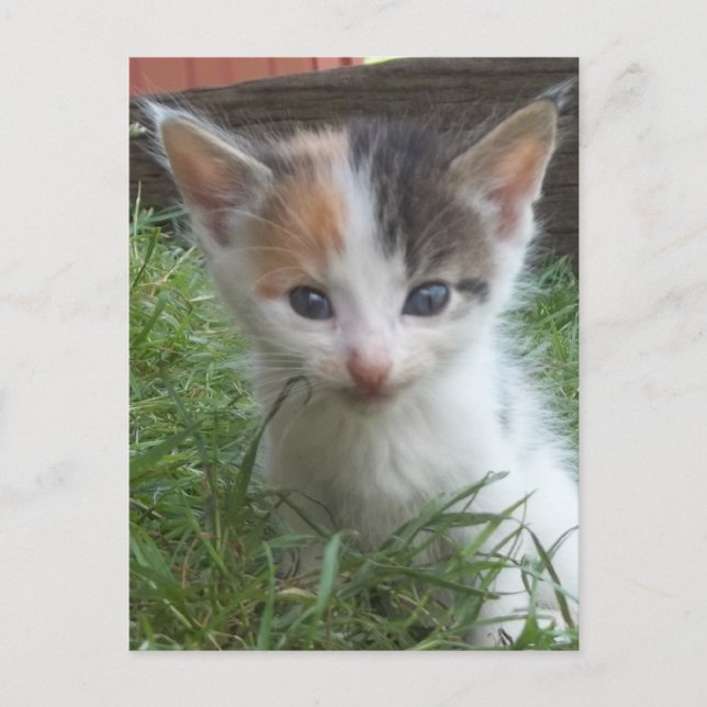 Farm Kitten Postcard (Front)