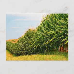 Farm Life USA Corn Crop Postcard