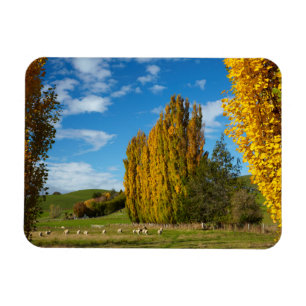 Farm Pasture with Sheep Magnet