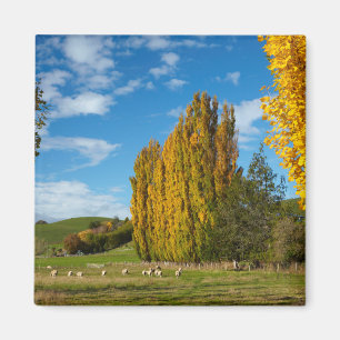Farm Pasture with Sheep Magnet