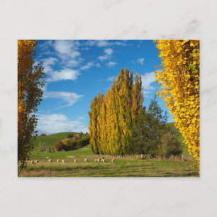 Farm Pasture with Sheep Postcard