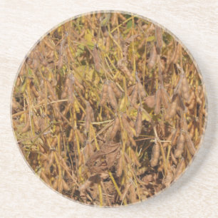 Farm Series---Soybean field in GA---Coaster Coaster