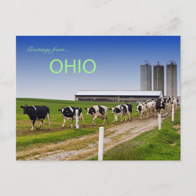 Farm With Cows In Rural Ohio Postcard (Front)