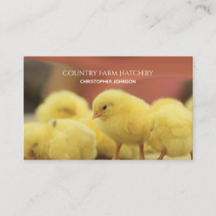 Farm Young Chicken Egg Hatchery Personalised Business Card