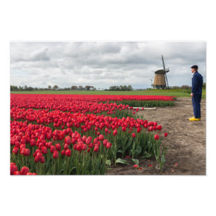 Farmer inspecting his tulips and windmill photo print