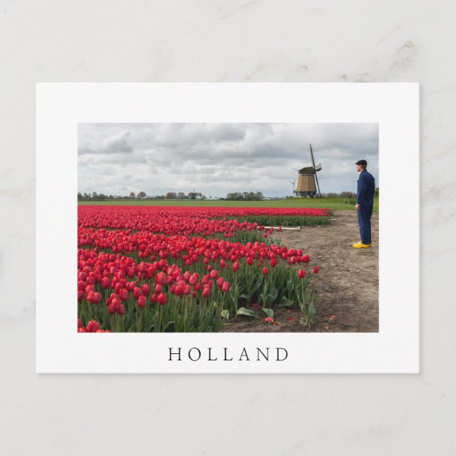 Farmer inspecting his tulips and windmill postcard (Front)