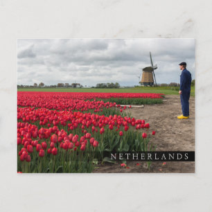 Farmer inspecting his tulips and windmill postcard