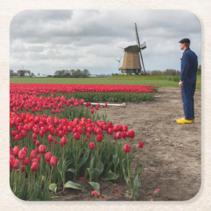 Farmer inspecting his tulips and windmill square paper coaster