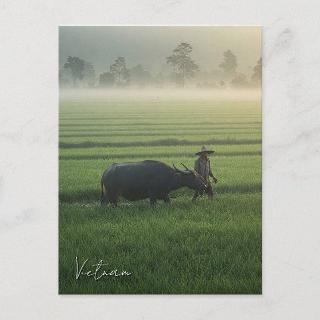 Farmer with a Buffalo Vietnam Travel Postcard (Front)