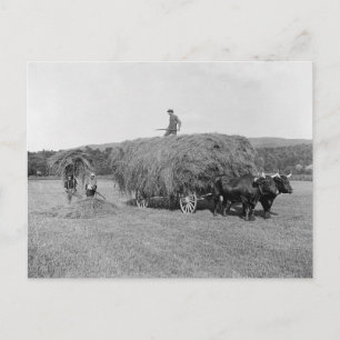 Farmers Cutting Hay, 1906 Postcard