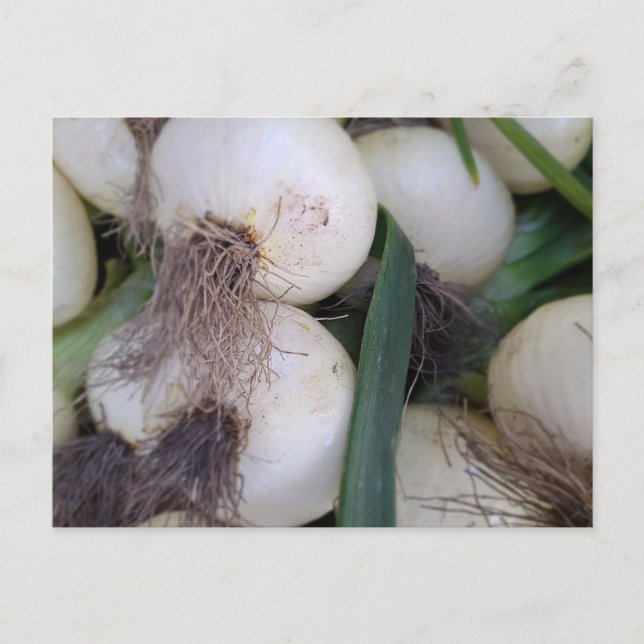 Farmer's Market Onions Postcard (Front)