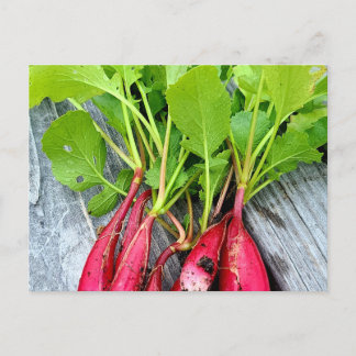 Farmer's Market Radish Postcard