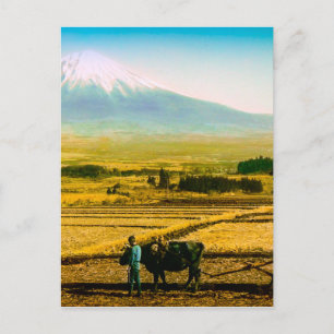 Farmers Oxen Ploughing Field in Shadow of Mt. Fuji Postcard