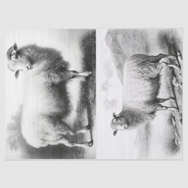 Farmhouse Sheep  Tissue Paper (Front)