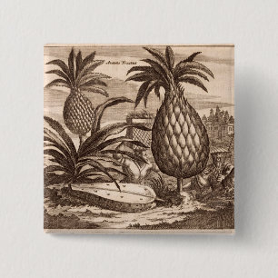 Farming Large Pineapples, illustration from a desc 15 Cm Square Badge
