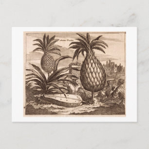 Farming Large Pineapples, illustration from a desc Postcard