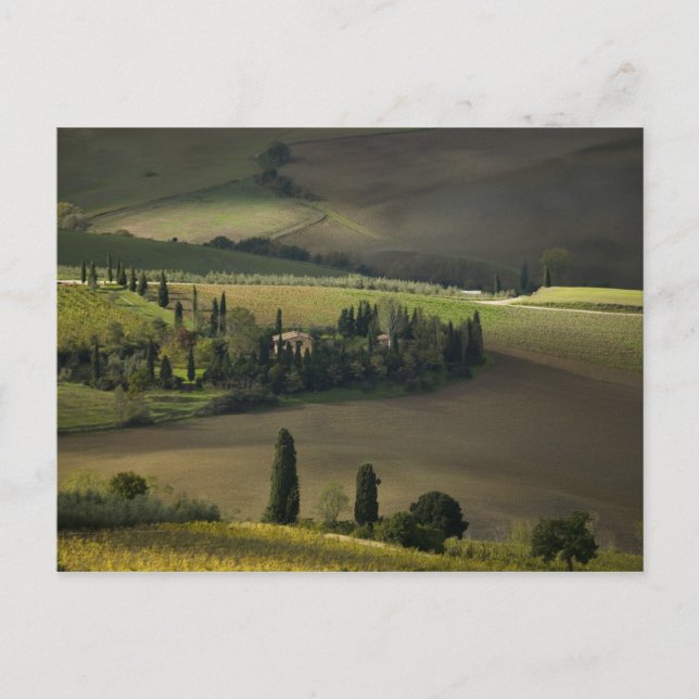 Farmland around Montepulciano, Tuscany, Italy Postcard (Front)