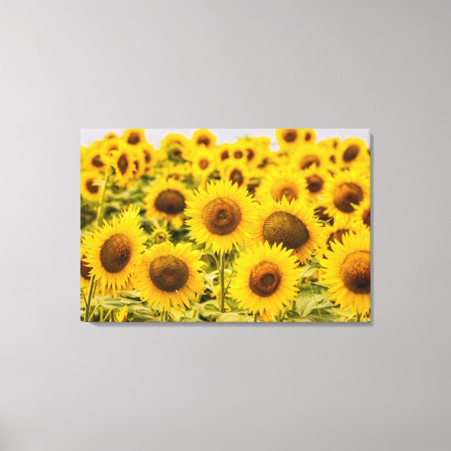 Farms | A Sunflower Field Canvas Print (Front)