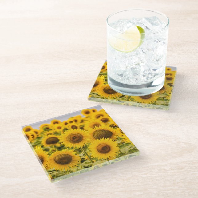 Farms | A Sunflower Field Glass Coaster (Angled)