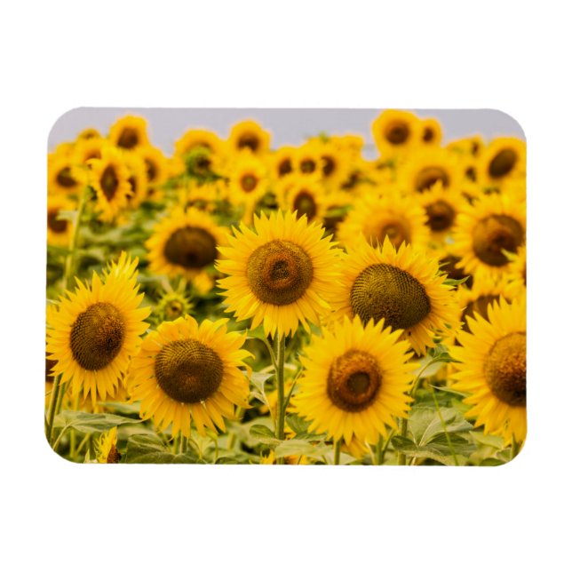 Farms | A Sunflower Field Magnet (Horizontal)