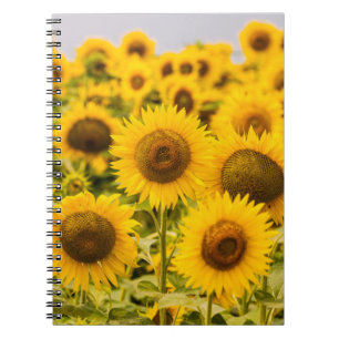Farms   A Sunflower Field Notebook