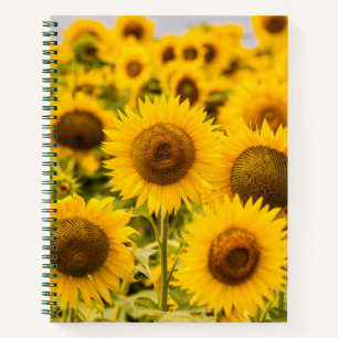 Farms   A Sunflower Field Notebook