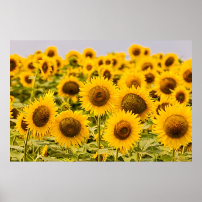 Farms | A Sunflower Field Poster (Front)