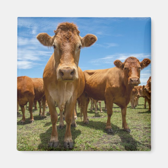Farms | Brown Cow Group Magnet (Front)
