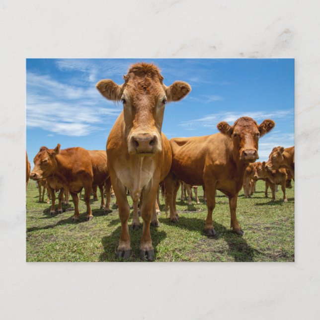 Farms | Brown Cow Group Postcard (Front)