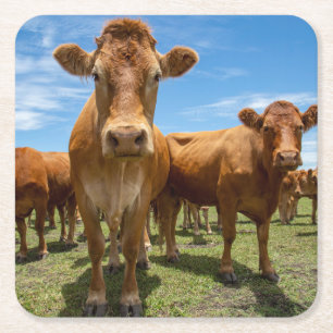 Farms Brown Cow Group Square Paper Coaster
