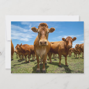 Farms   Brown Cow Group Thank You Card