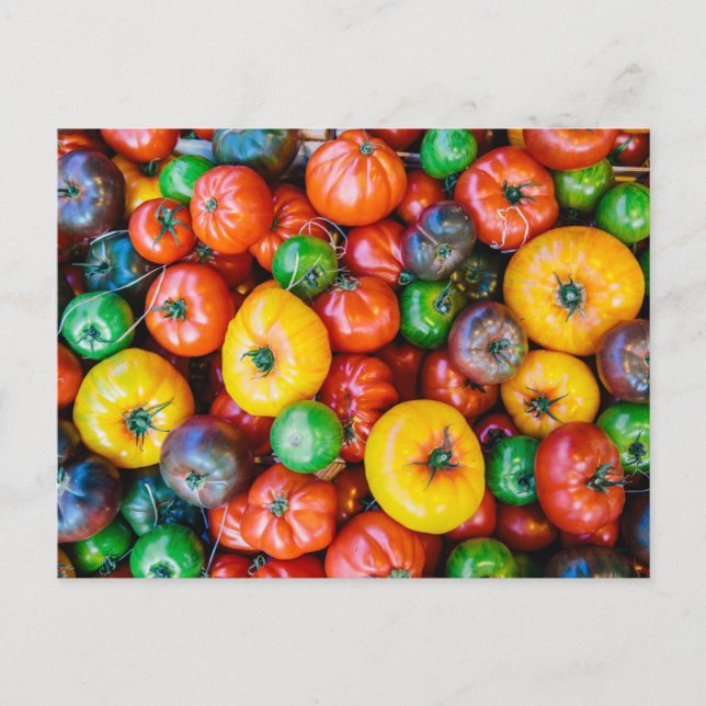 Farms | Colourful Tomato Harvest Postcard (Front)