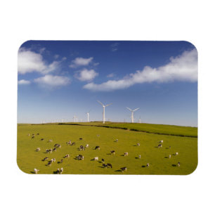 Farms Cows Near Windmill Farm Magnet