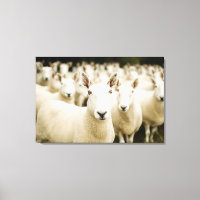 Farms | Herd of Sheep