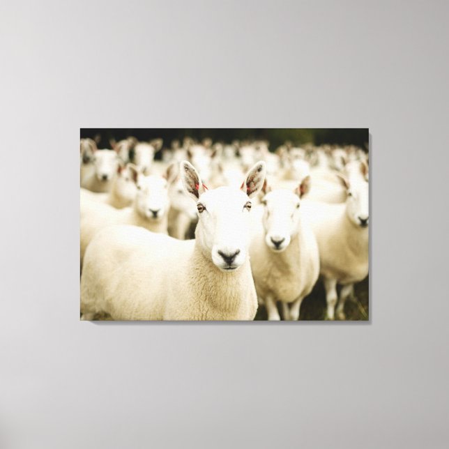 Farms | Herd of Sheep Canvas Print (Front)